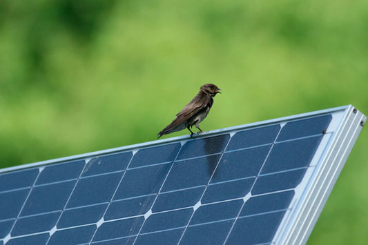 Do Solar Panels Kill Birds? Debunking the Myths and Facts