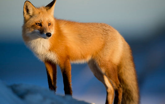 How to Get into Wildlife Photography: Essential Gear, Skills, and Etiquette